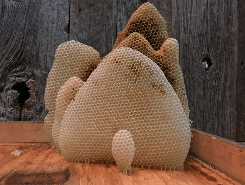 honeycomb made of beeswax