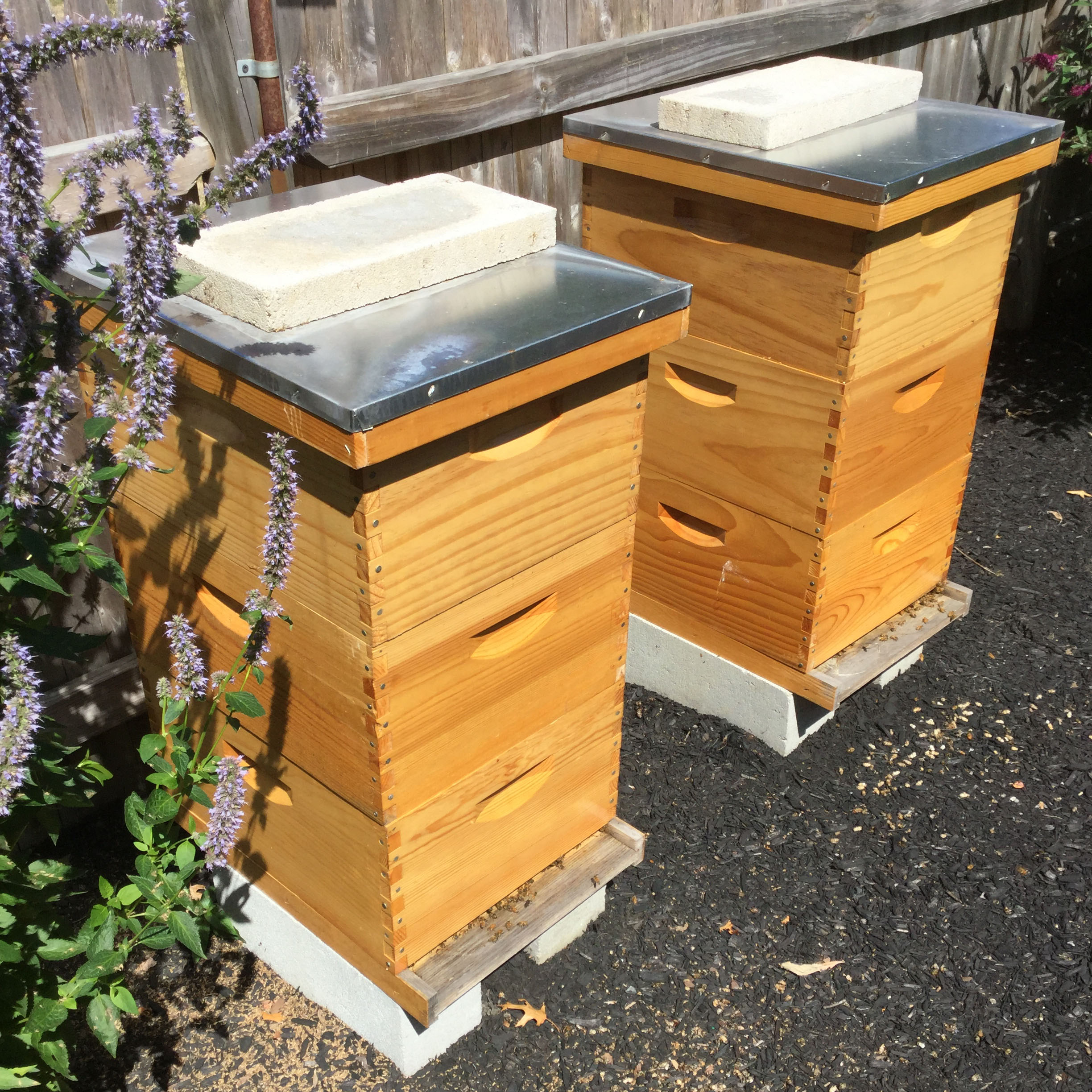 Boston – The Best Bees Company