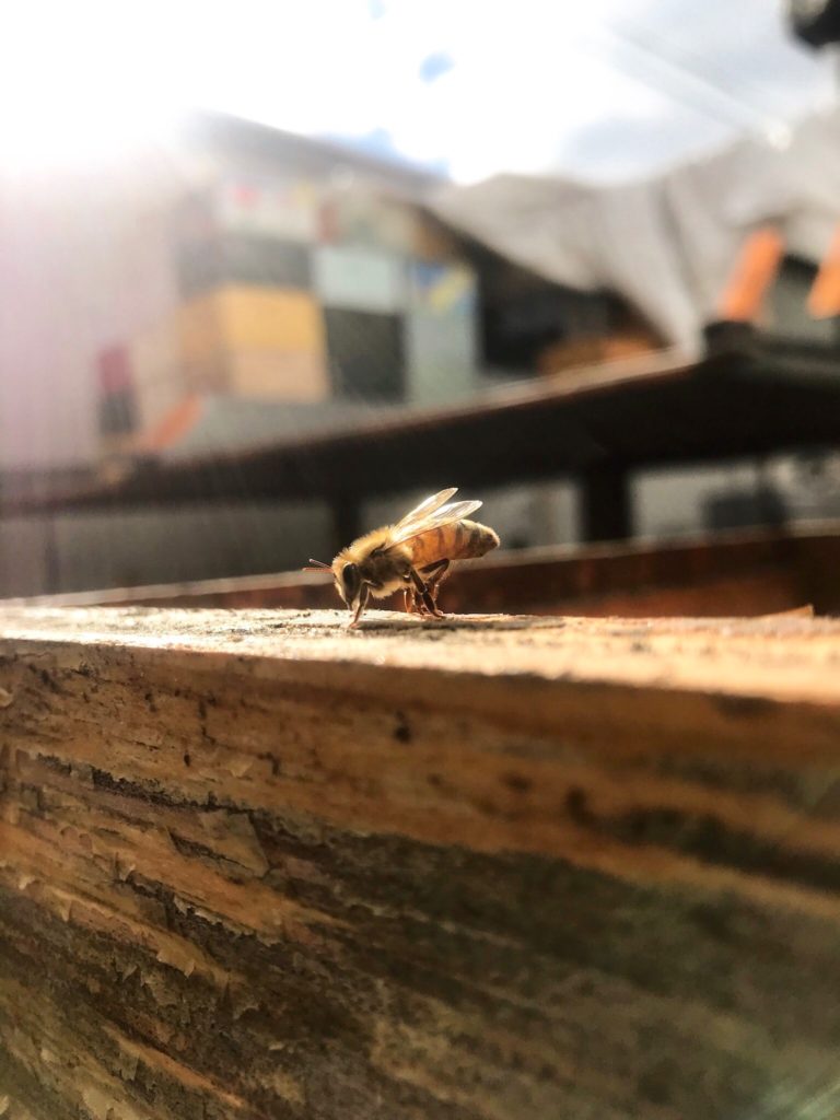 Bee on beehive