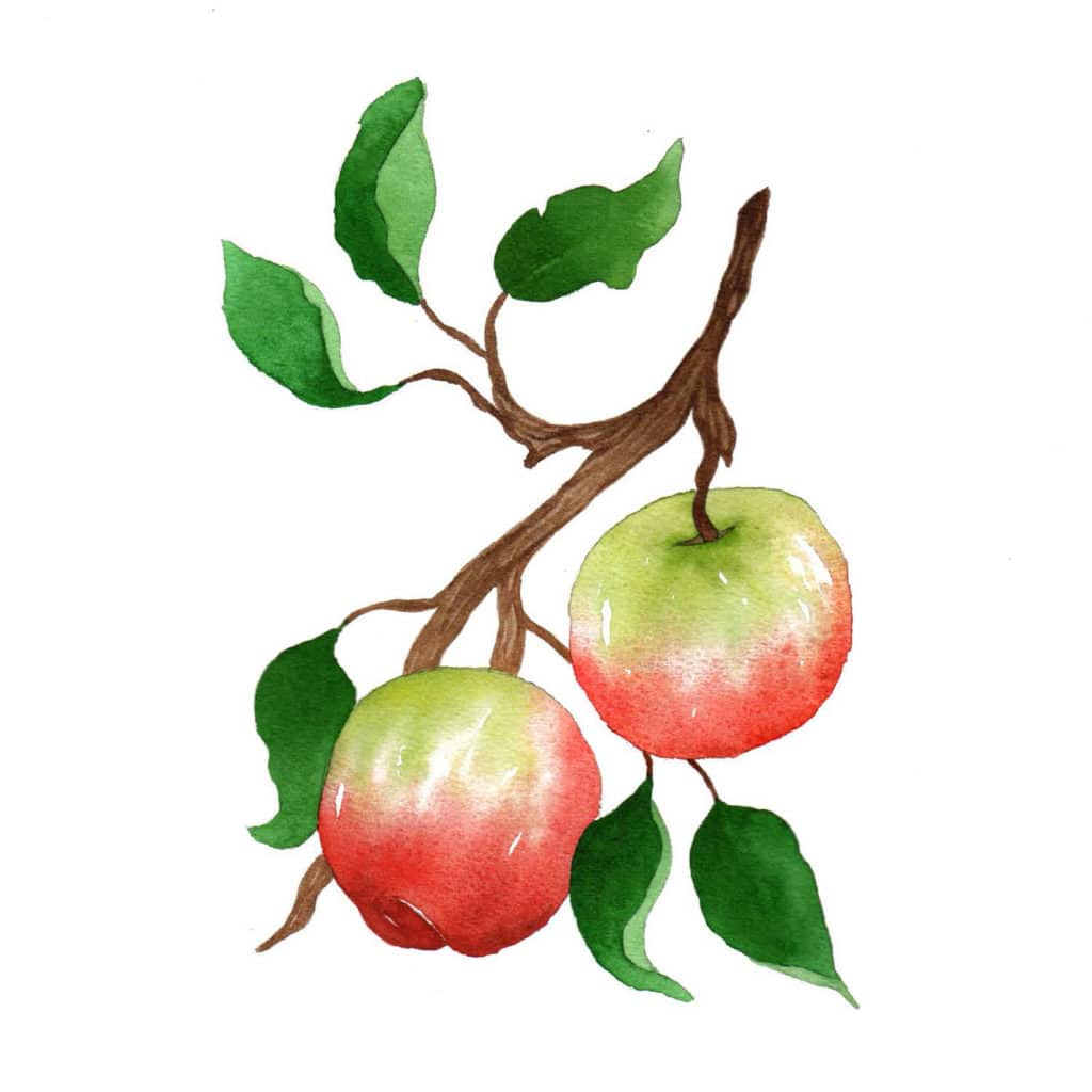 watercolor illustration of apples on a branch