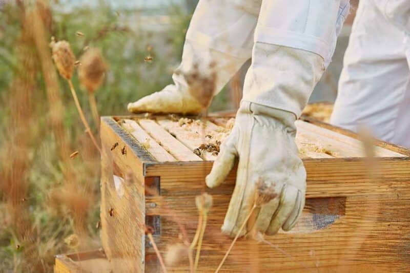 Closeup shot beekeeper hands on beehive