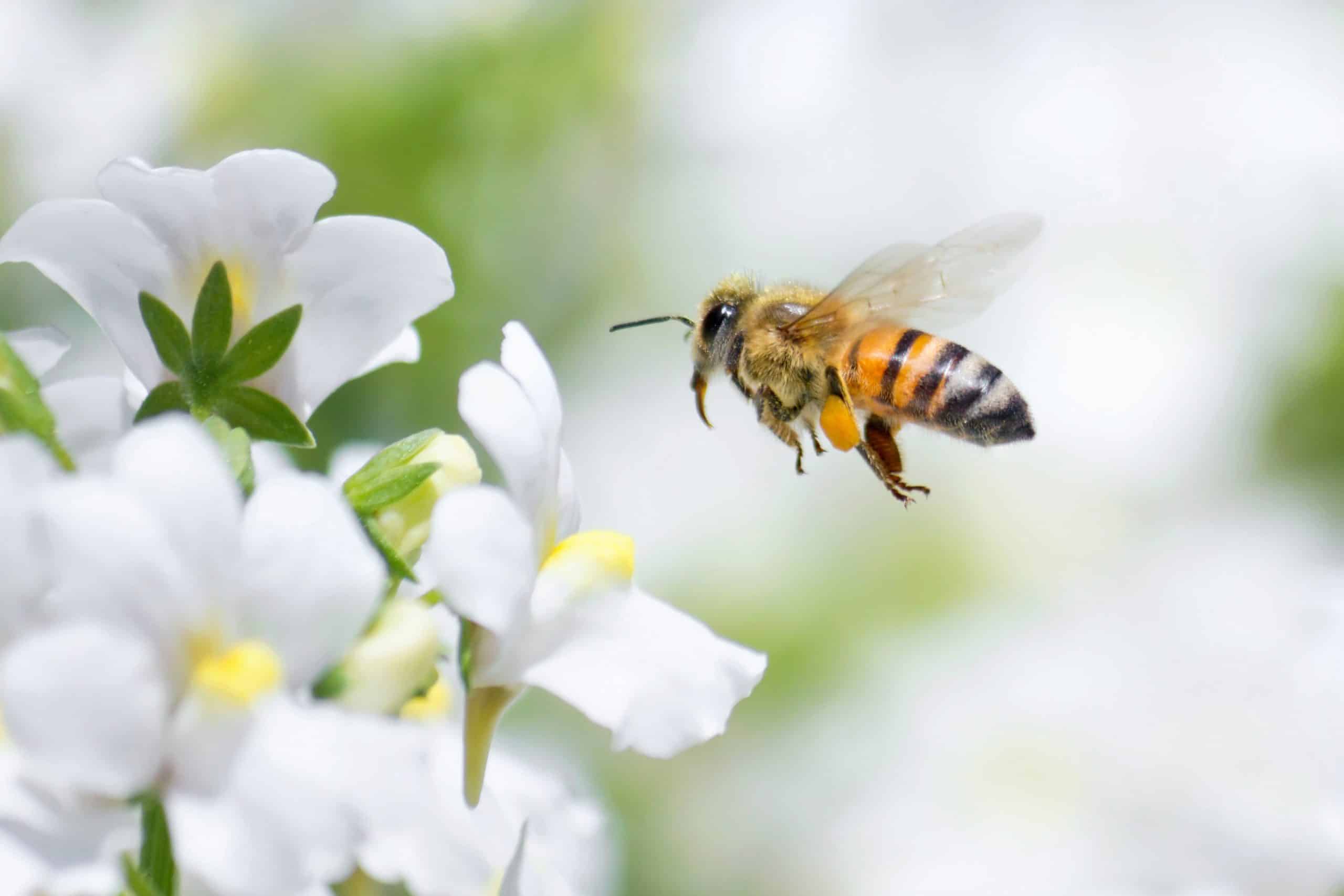 Honeybee flying to white Nemesia flower