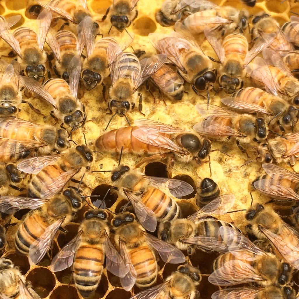 Bees and their Queen