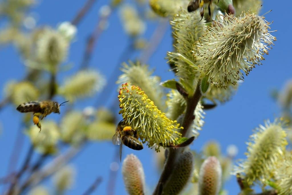 Honeybee foraging on an urban street tree