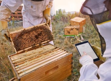 Beekeepers inspect an open beehive and record findings into software system to capture data for scientific research
