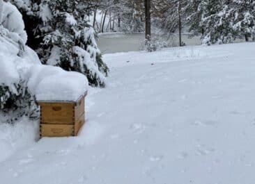 An overwintering beehive covered in snow sits in a snowy yard next to a frozen pond
