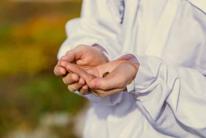 A beekeeper holds a bee in their cupped hands