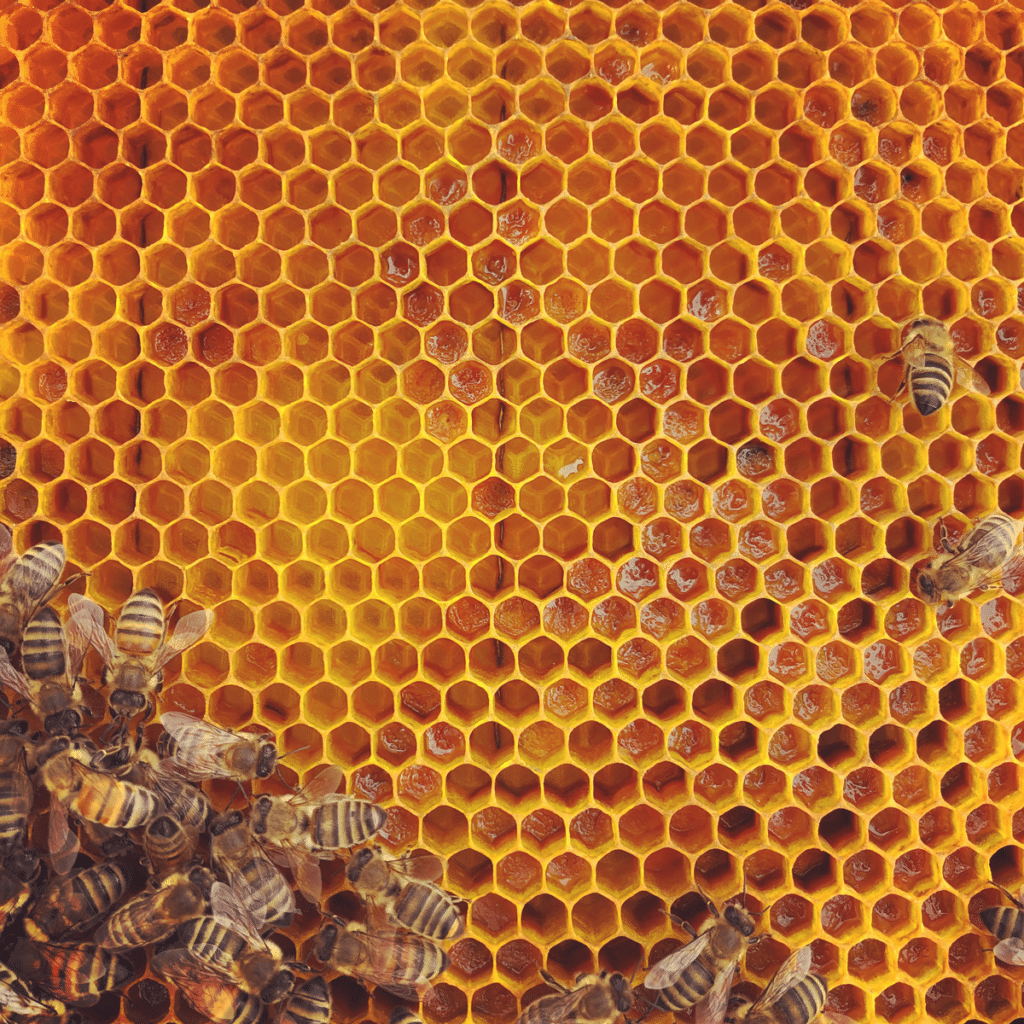 Honeybees on a frame of bright yellow hexagon shaped comb