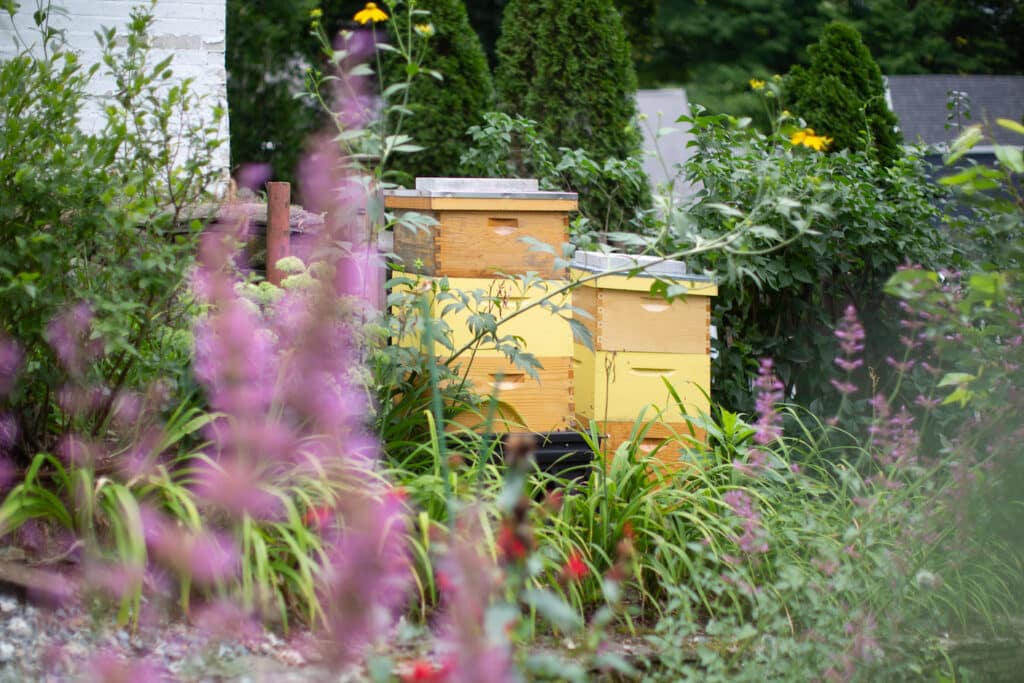 Beehives in a pollinator garden