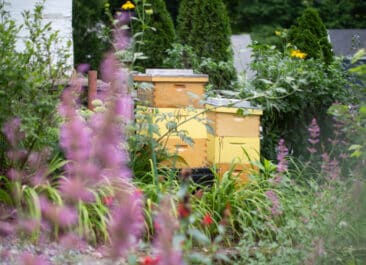Beehives in a pollinator garden
