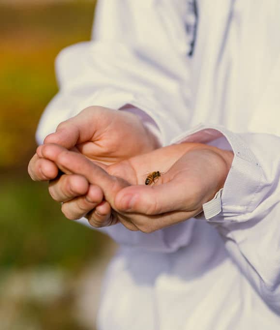 Beekeeper holds a bee in their cupped hands while beekeeping