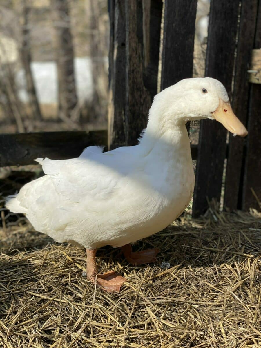 Photo of Duck on Mother's Finest Family Farm.