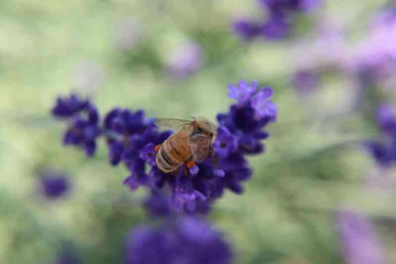 A honey bee lands on a purple flower in a pollinator garden. 