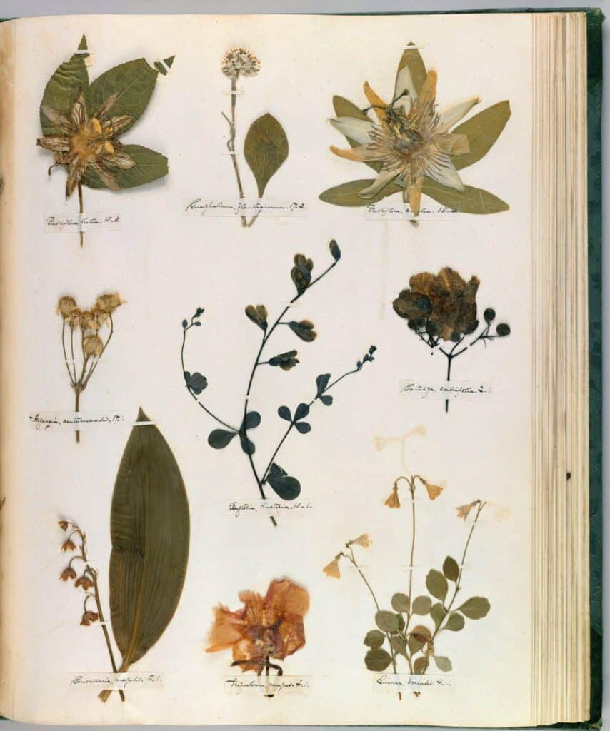 emilydickinson_herbarium34