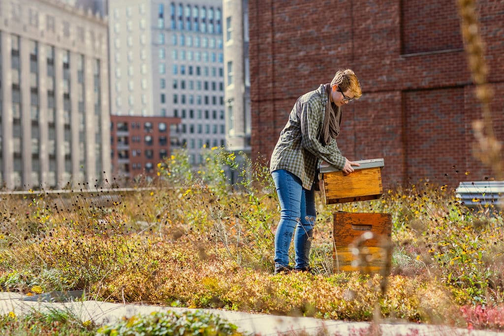 Beehives thrive on rooftops, flying up to five miles to forage for pollen.