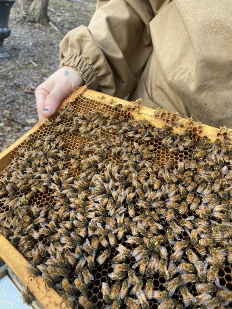 beekeeper holding frame of honeybees