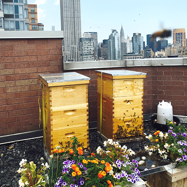 Two yellow beehives on a rooftop with colorful flowers in front