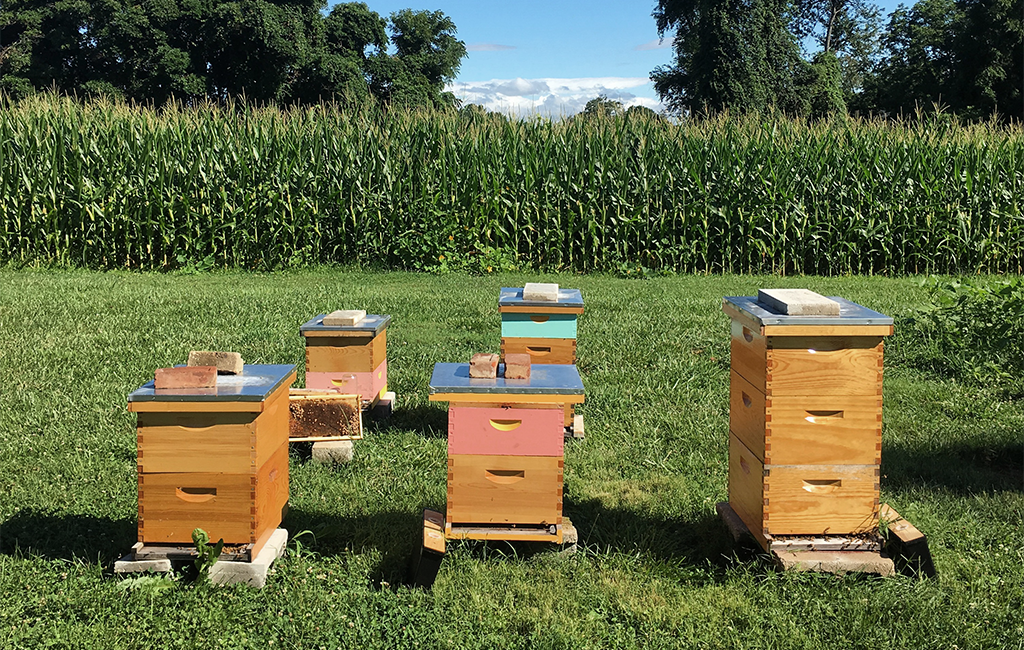 5 backyard beehives.