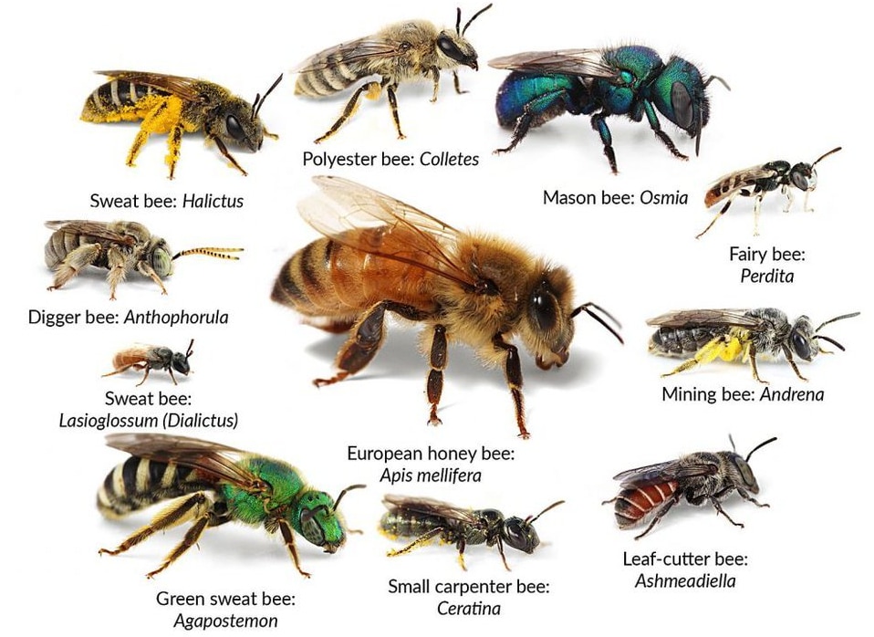 Multiple bee species