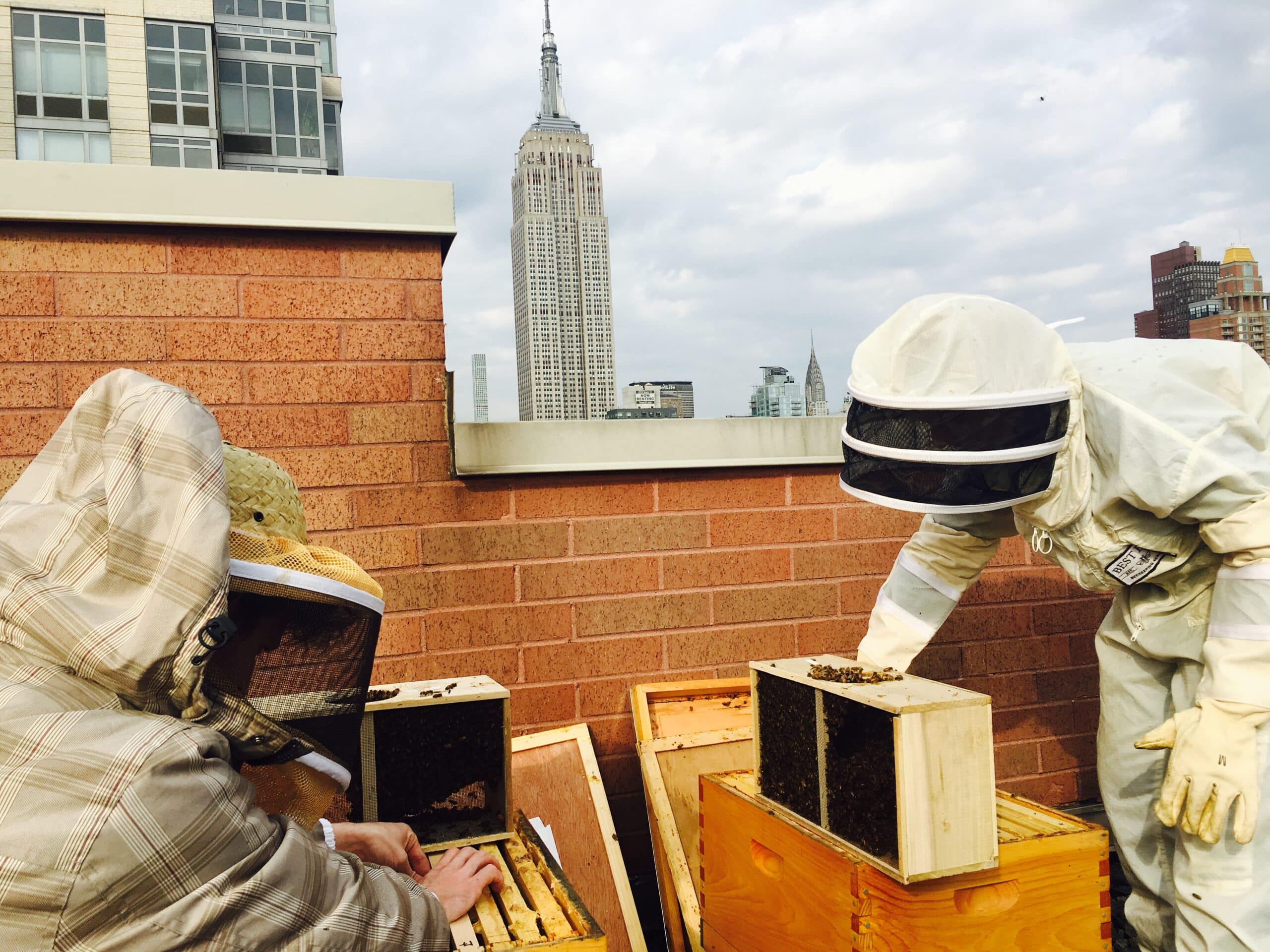 Bee Informed Partnership – Using beekeepers' real world experience