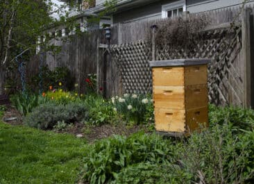 Beautiful backyard beehive
