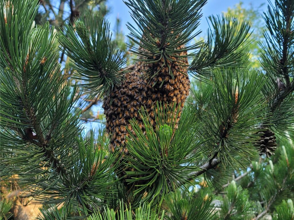A bee swarm in a tree