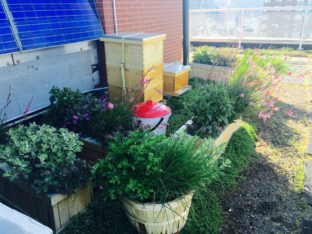 Honeybee hive and local plants for nearby foraging