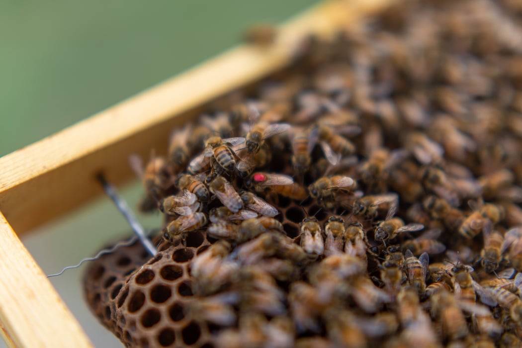 Salt Lake Bees - The Bees are home this week to face off against