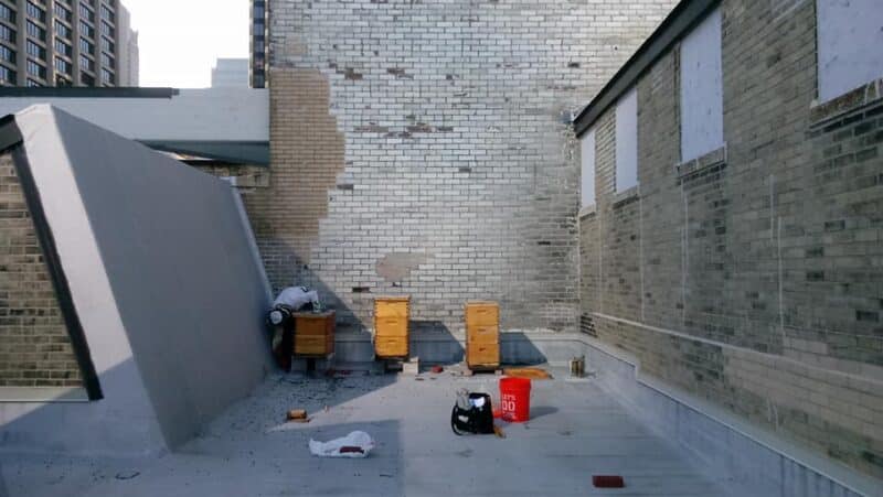 Rooftop beehive installation