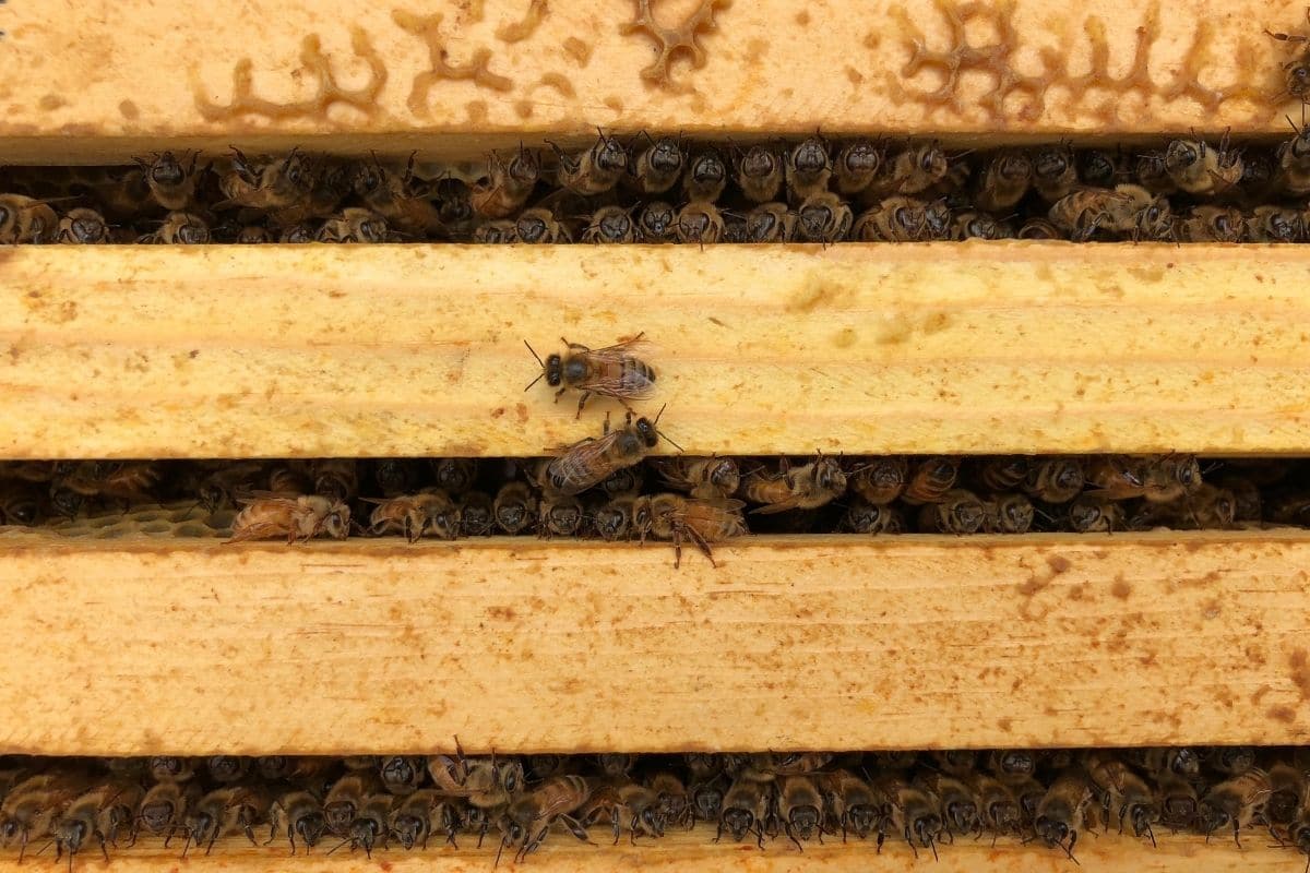 honeybee on wooden frame