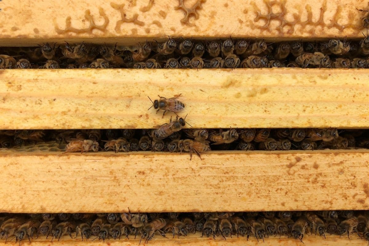 Honeybees are Predictors of a City's Health, New Research Finds