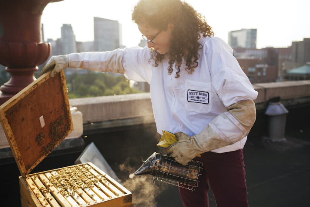 Beekeeper opening and smoking a hive