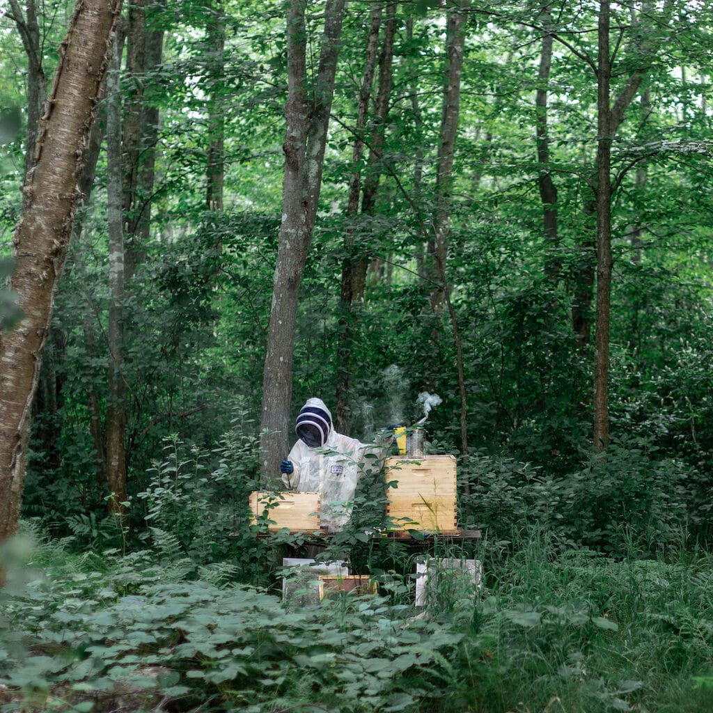 Beekeeper checking honeybees in a lush wooded area