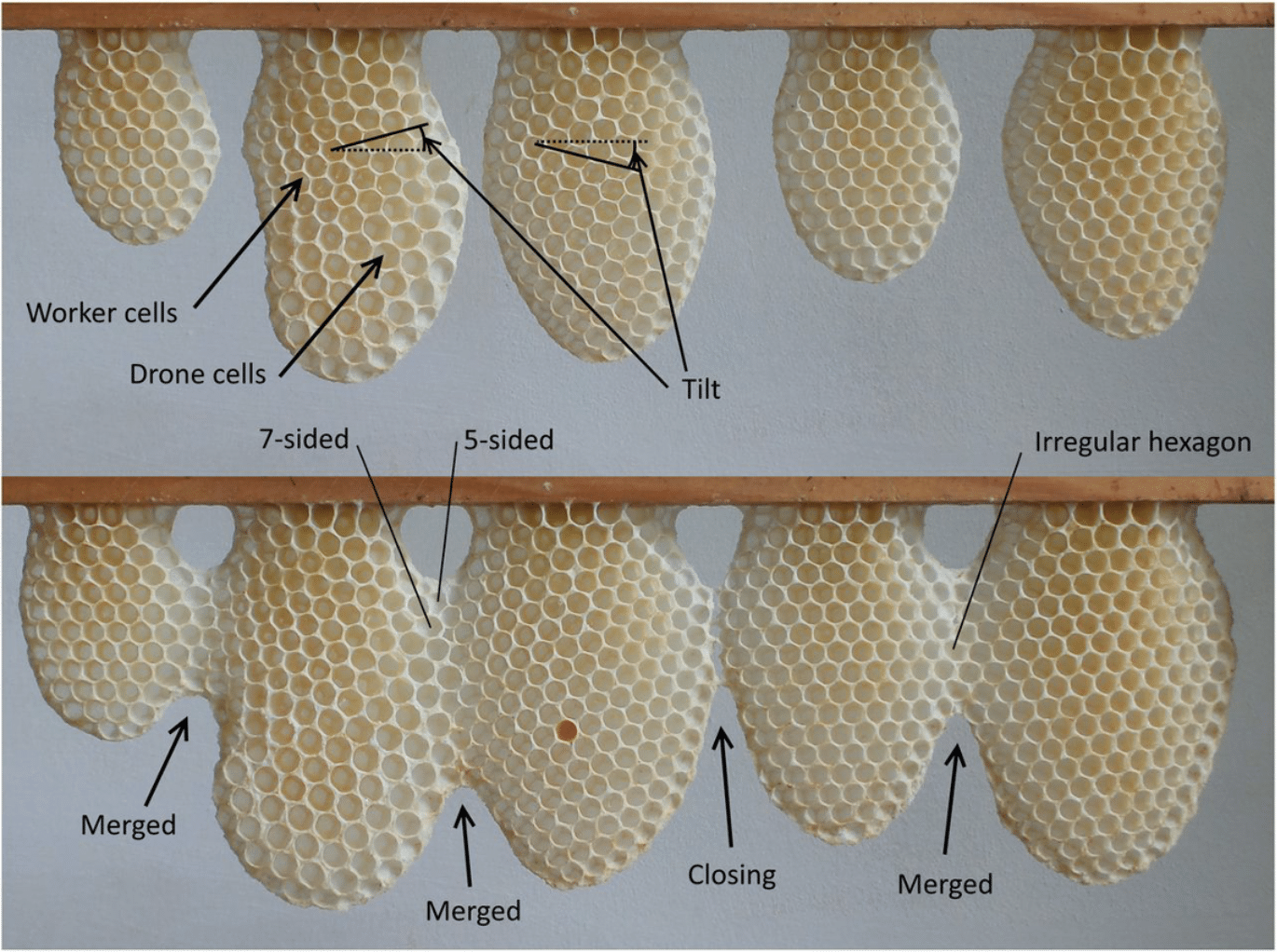 various honeycomb shapes and weights