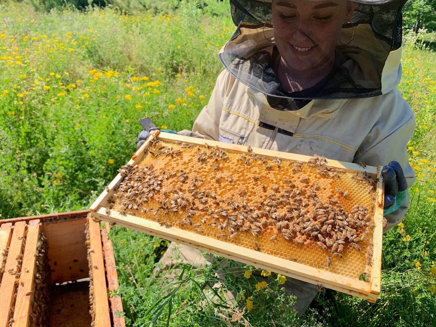  Queen Bee Honeycomb Funny Beekeeping Honey Apiary