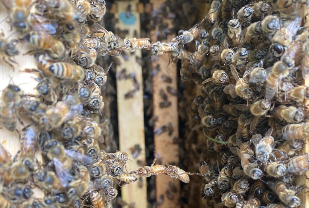 bees festooning but are the bees dying