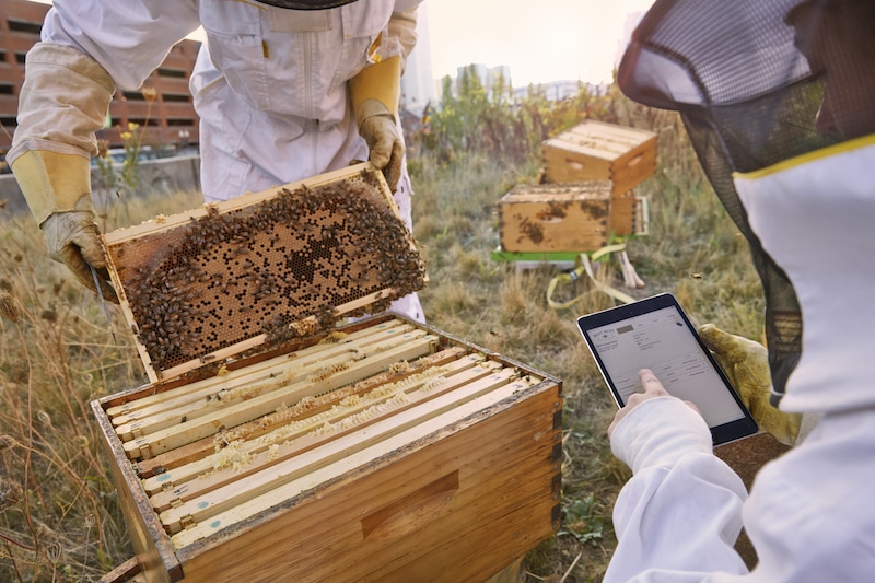 Tinder of Bees” connects farmers with beekeepers - Future Farming