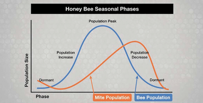Chart showing correlation between seasonal phases and population size