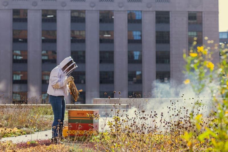 Urban Beekeeping