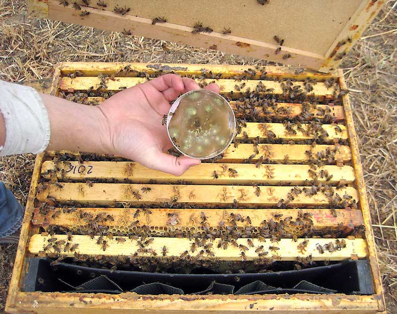 Bee Boosting Fungi Near Hive