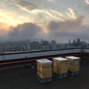 beehives on san francisco rooftop