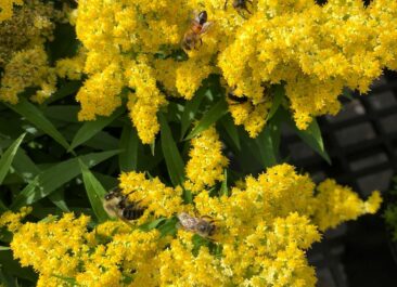 bees pollinating yellow flowers
