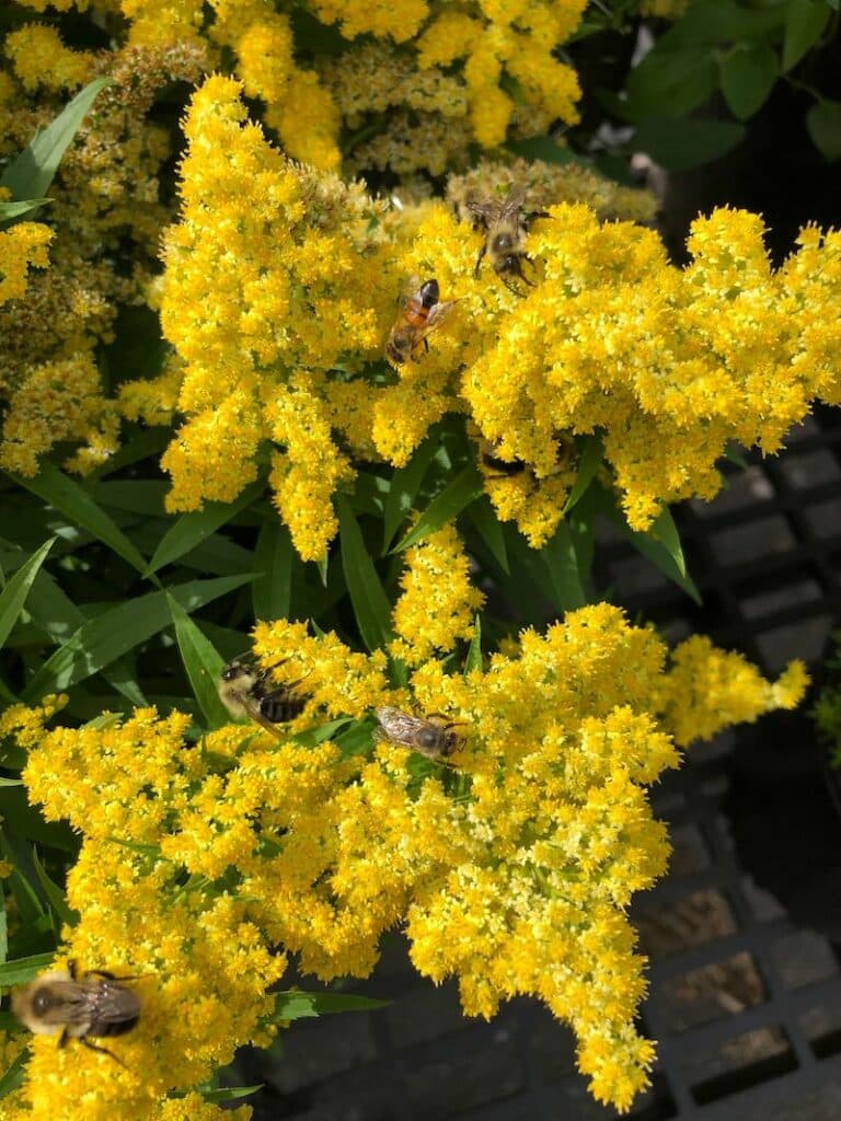 bees pollinating yellow flowers
