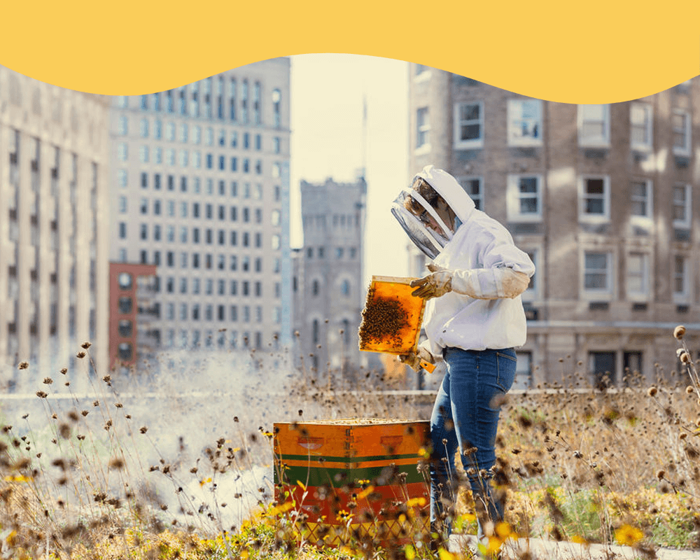 IV. Choosing the Right Beehive for Urban Beekeeping