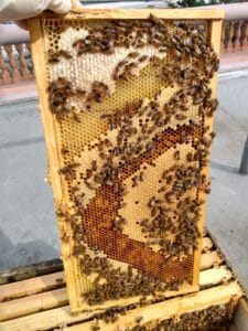Beekeeper showing honeycomb from a San Fransisco heehive