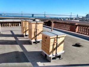 Jamestown Properties rooftop beehives in Levi's Plaza, San Francisco