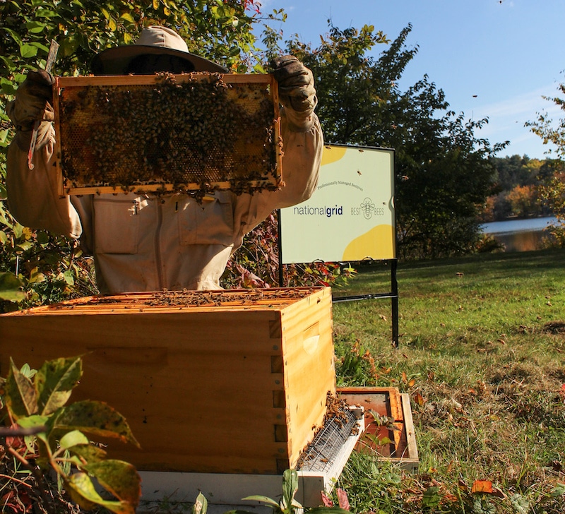 beekeeper holding frame of bees in wooded area