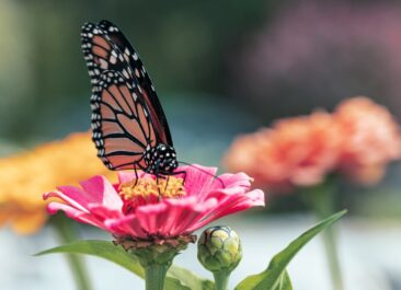 Butterfly pollinating pink flower