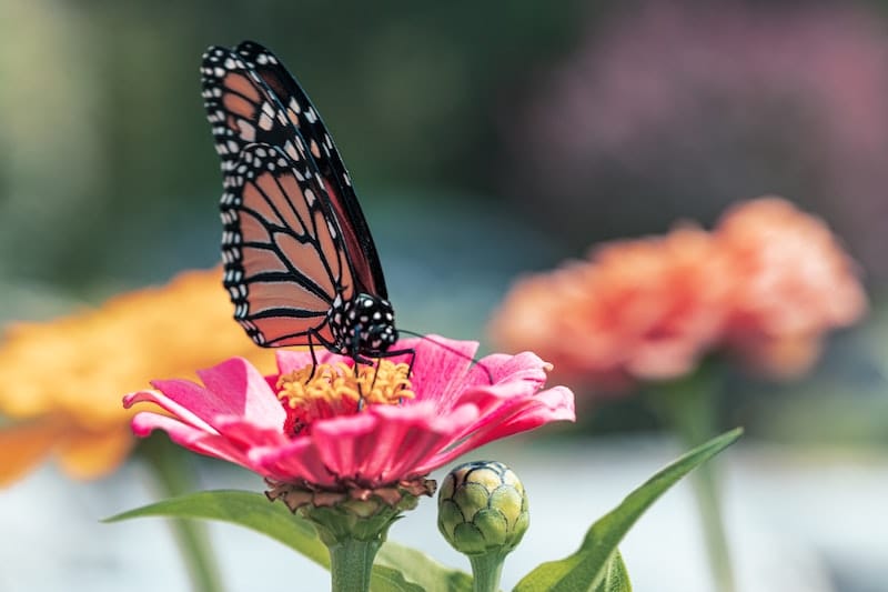 Butterfly pollinating pink flower