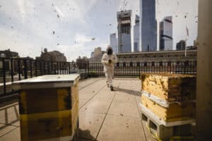 Beekeeper on the rooftop of skyscraper corporate building in new york city